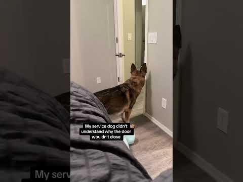 Lucifer the service dog usually closes doors for me on command, as getting up and down multiple time
