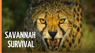 Lions, Elephants & Survival in the Savannah 🦁 | Full Documentary