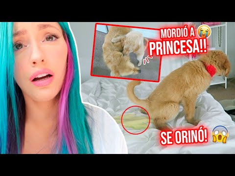 TENEMOS NUEVA PERRITA Y NOS ATACÓ!!😱💔 + DESMONTANDO LA NAVIDAD!!😔🎄 | 31 Ene 2021