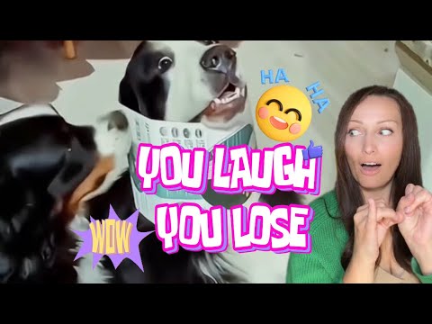 😂 Try Not to LAUGH  Hilarious Animals you Must See! 🤪🤣