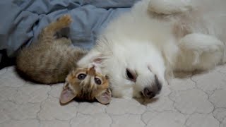 강아지가 너무 좋은 아기 고양이