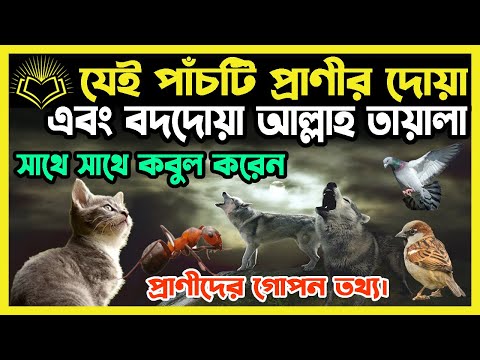 যেই পাঁচটি প্রাণীর দোয়া এবং বদদোয়া আল্লাহ তায়ালা সাথে সাথে কবুল করেন