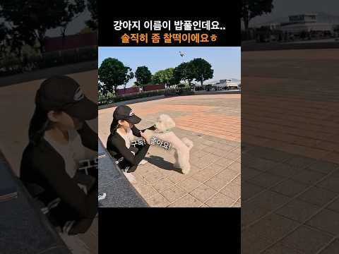 한강 공원에서 만난 강아지 사진 찍어주기! #streetphotography