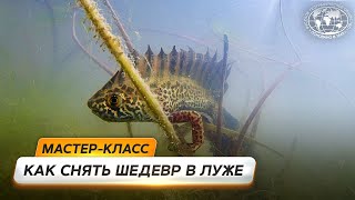 видео