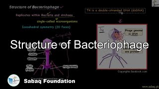 Structure of Bacteriophage