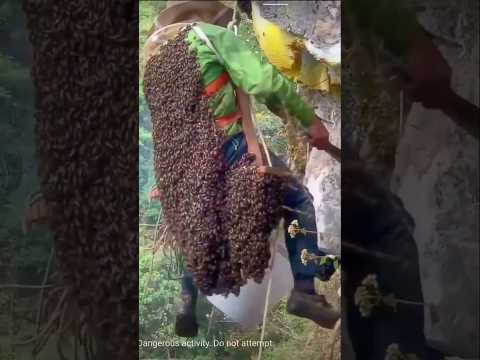 honey harvesting from mountain 😱😱 #shorts