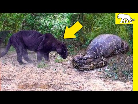 Jaguar Negro vs Anaconda: El Duelo Más Salvaje de la Selva