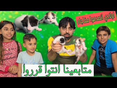 فاجات اولادي بالقطط🦊 متابعينا الغوالي انتم بدكم تقرروا شو بدنا نسمي القطط 🐱🐱