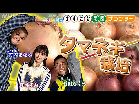 [やさいの時間] タマネギのプランター栽培をカミナリと森日菜美がご紹介&【12/29(日)放送告知】やさいの時間 | さすてな菜園プランター ルーツに学ぶ ミツバ | NHK