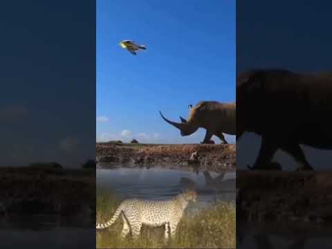 Macan Tutul vs Badak #animals #shorts