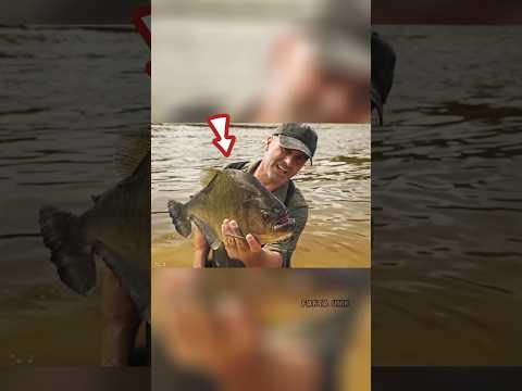 Nekat menjadikan ikan piranha sebagai umpan😱 #shorts #viralvideo #fishing #mancing #piranhafish