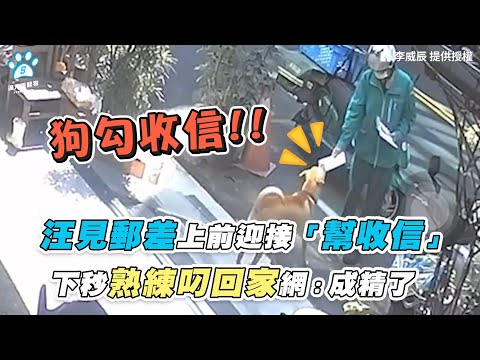 【汪見郵差上前迎接「幫收信」 下秒熟練叼回家網:成精了】|網友 / 李威辰 / Ruby Huang