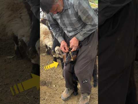 لماذا يربط فم الماعز ؟!