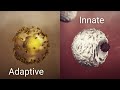 Understanding the Immune System Concepts