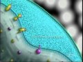 Exploring Glucose Metabolism