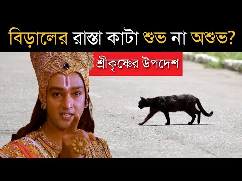 বিড়ালের রাস্তা কাটা শুভ নাকি অশুভ? জানুন আসল সত্য! | कृष्ण उपदेश | भगवत गीता | Cat facts