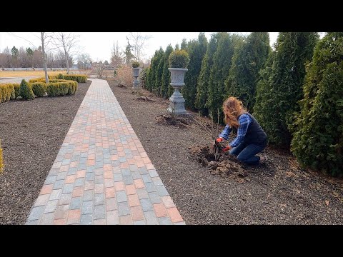 Transplanting 9 David Austin Roses!