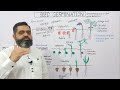 Seed Germination Concepts and Characteristics