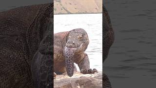 omg so tense komodo vs monster eel