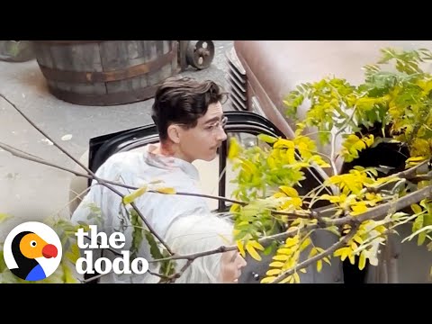 Cats Watch Timothée Chalamet Film A Movie From Their Apartment Window | The Dodo