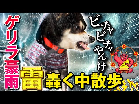 雷轟くゲリラ豪雨の中、柴犬と散歩