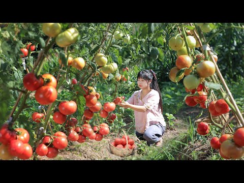 【二米炊烟】Tomato 連續種了幾年的番茄，終於迎來了大豐收
