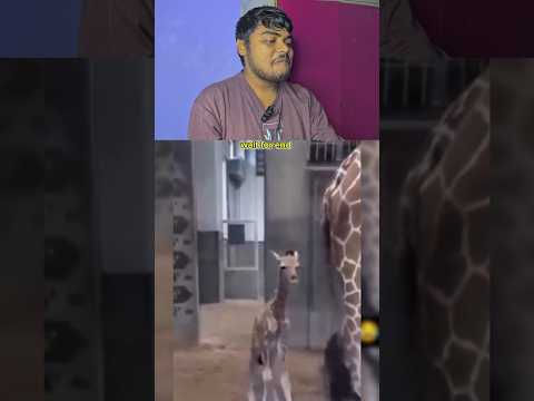 You Are my Father 🤣 #funnyanimal #funnyanimals #cuteanimals #animals #funny #pets #funnypet #animal