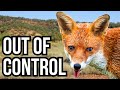 Invasive Species Impact and Management