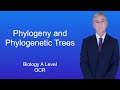 Phylogenetic Relationships and Classification