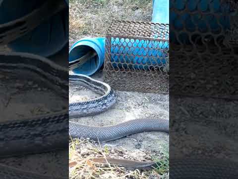 Amazing Video Snake Trap/Big Snake Trap #snake #snaketrap #bigsnake #traps #trap #shorts #youtube