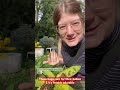 Milked Bugs and Their Behavior