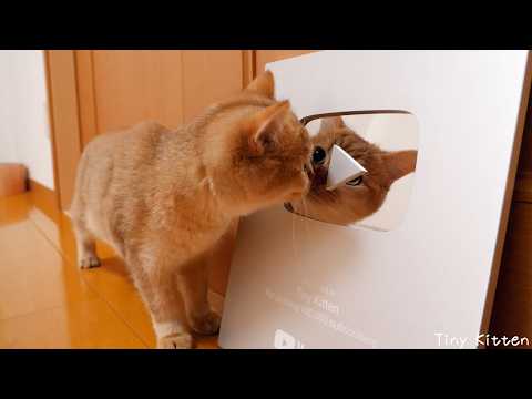 The cat curiously gazing at itself on the silver shield is cute...