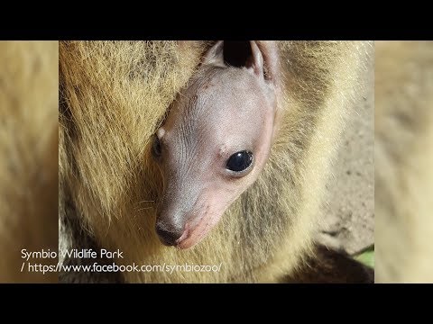 罕見畫面：看袋鼠寶寶在育幼袋內成長！《國家地理》雜誌 - YouTube(54秒)