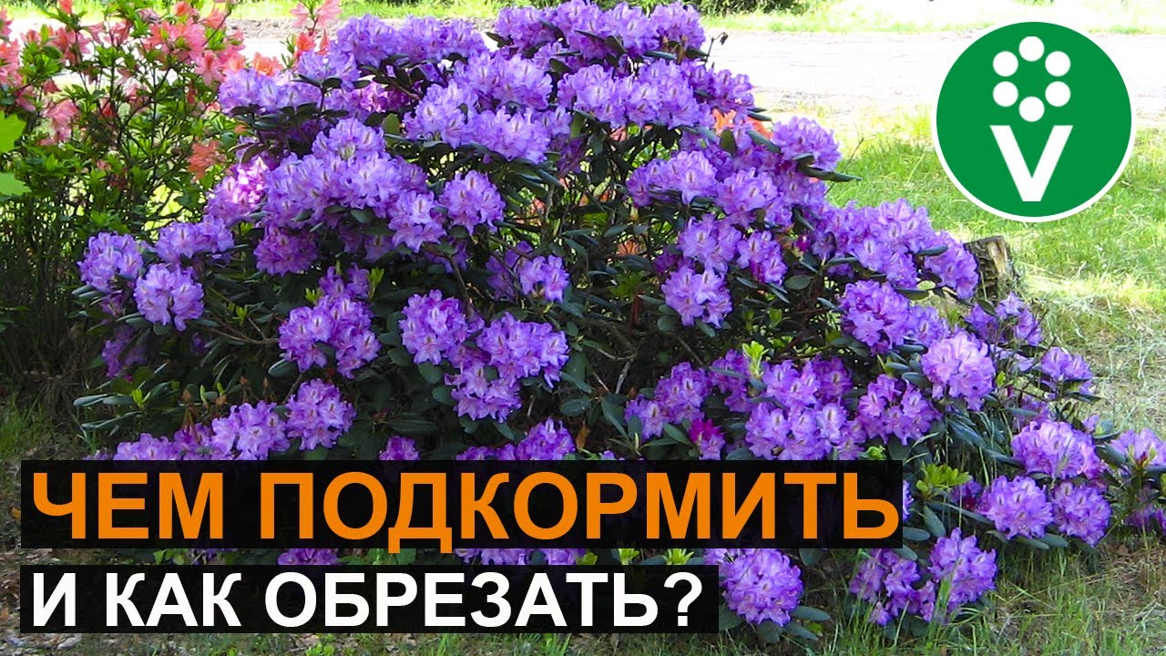Уход за рододендронами: секреты роскошного цветения