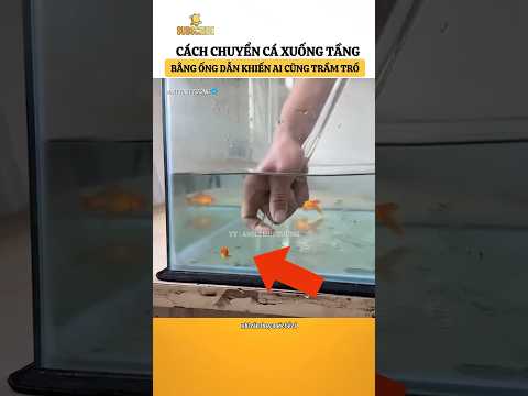 Cách chuyển cá nhanh gọn lẹ #anhtinhtuong #shorts #kienthucthuvi