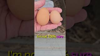 Whopper of a Goog🥚 from Escapee Cook🐔 #chicken