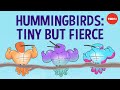 Hummingbird Behavior and Physiology
