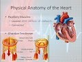Heart Anatomy and Function Assessment