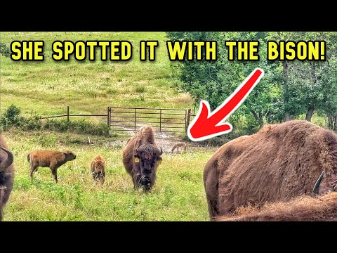 Trying To Save Two Calves, Unexpected To See This!