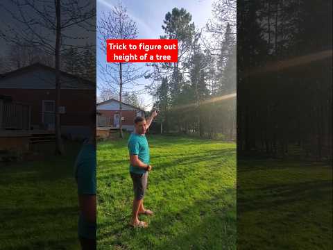 Trick to figure out the height of a tree without measuring #tree #treeremoval #arborist #diyproject