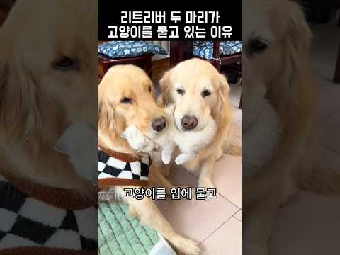 리트리버 두 마리가 고양이를 물고 있는 이유