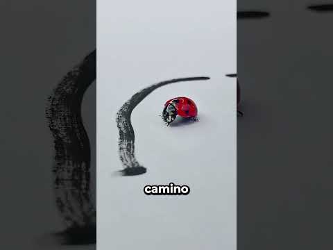 Encerré Al Insecto En Un Círculo Pero Se Fue Volando 😱🐞