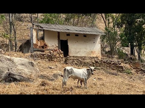 SONHO DE COMPRAR UMA FAZENDA / ANSIEDADE - Diário Aberto - Ep 01