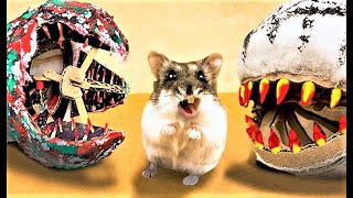 I Built a CRAZY Hamster Maze with Traps and Obstacles