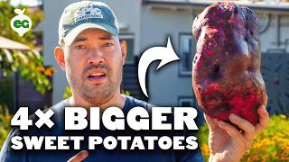 I Grew Sweet Potatoes 3 Different Ways, Here's What Happened