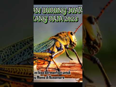 Masteran dari belalang raja terjernih
