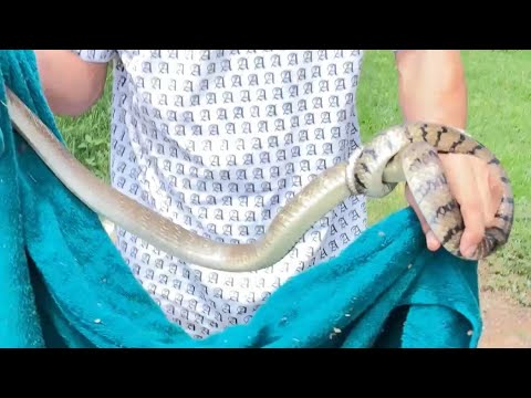 ពស់វាចូលផ្ទះខ្ញុំសឹងរាល់ថ្ងៃ