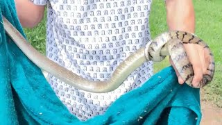 ពស់វាចូលផ្ទះខ្ញុំសឹងរាល់ថ្ងៃ