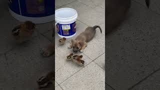 Cute dog #pets