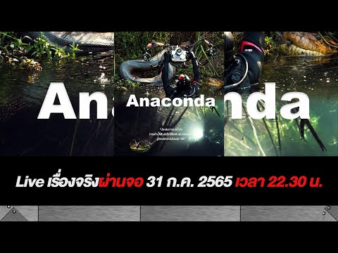 Liveเรื่องจริงผ่านจอ-l-ดำน้ำกับอนาคอนดาแหล่งน้ำมรณะ-วุฒิอาสา เรื่องจริงผ่านจอ Liveเรื่องจริงผ่านจอ l ดำน้ำกับอนาคอนดาแหล่งน้ำมรณะ วุฒิอาสา